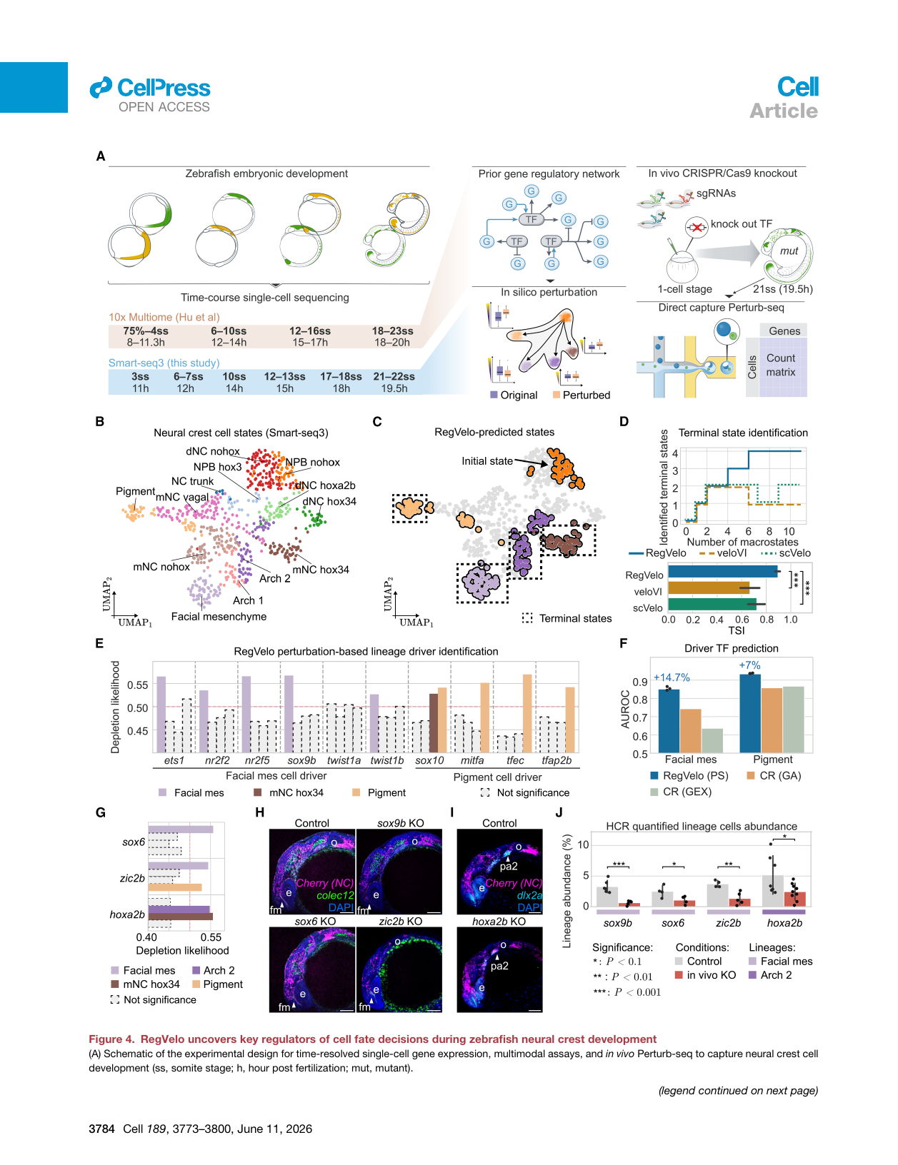 RegVelo zebrafish neural crest