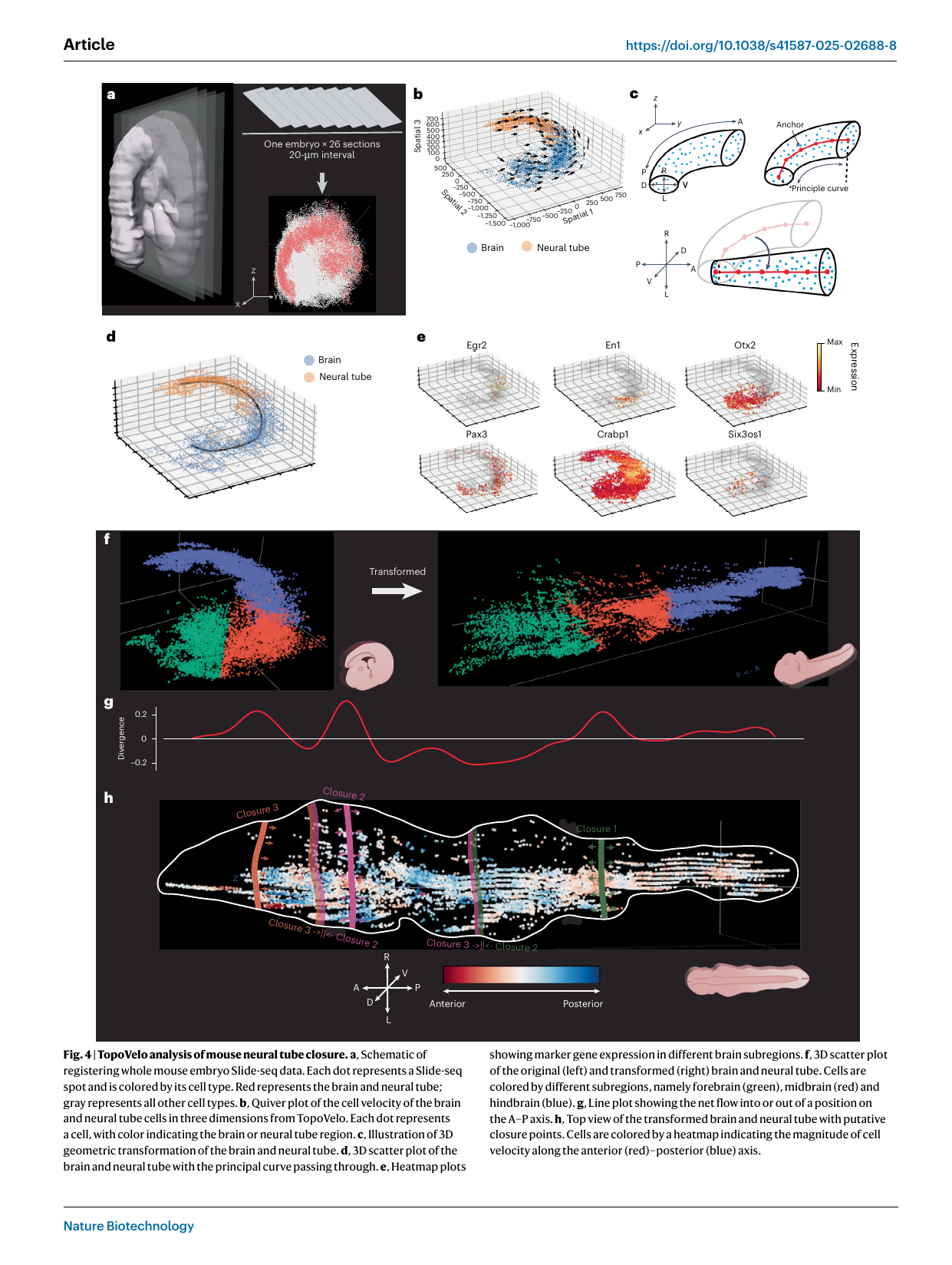 TopoVelo neural-tube closure